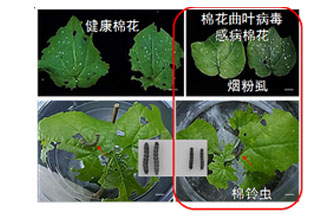 近日，微生物研究所發(fā)現(xiàn)雙生病毒調(diào)控植物免疫平衡實現(xiàn)全新生態(tài)功能